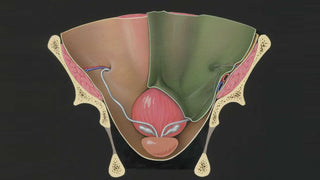 TCM’s Perspective on PCOS & Fibroids: It’s Not Just “Hormones”